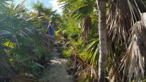 Cambridge Cay Trail: Sandy trail through palms, south end